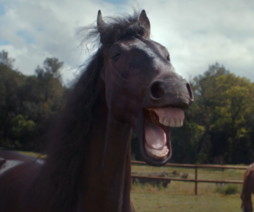 VW – Laughing Horses
