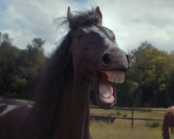 VW – Laughing Horses